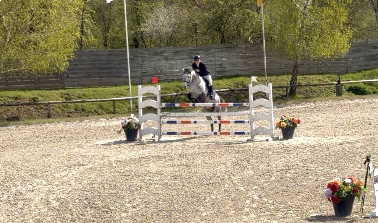 Ruin Bekend ras Te koop 2017 Schimmel ,  TRESOR