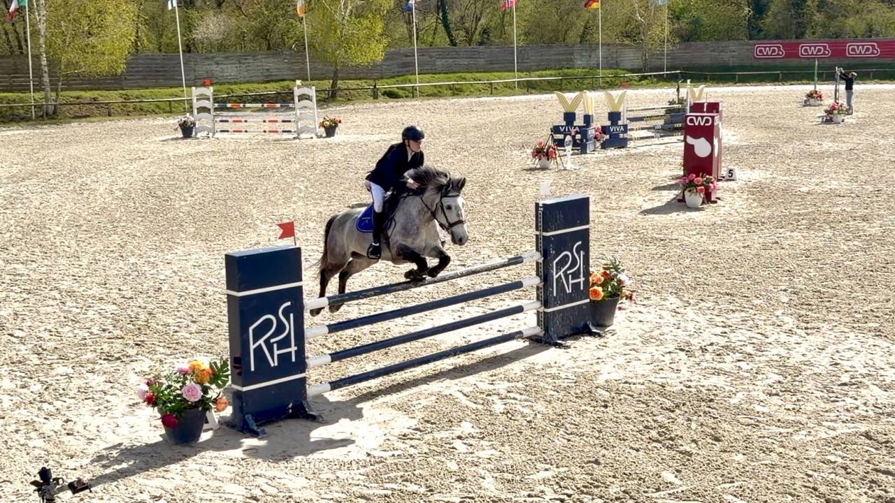 Ruin Bekend ras Te koop 2017 Schimmel ,  TRESOR