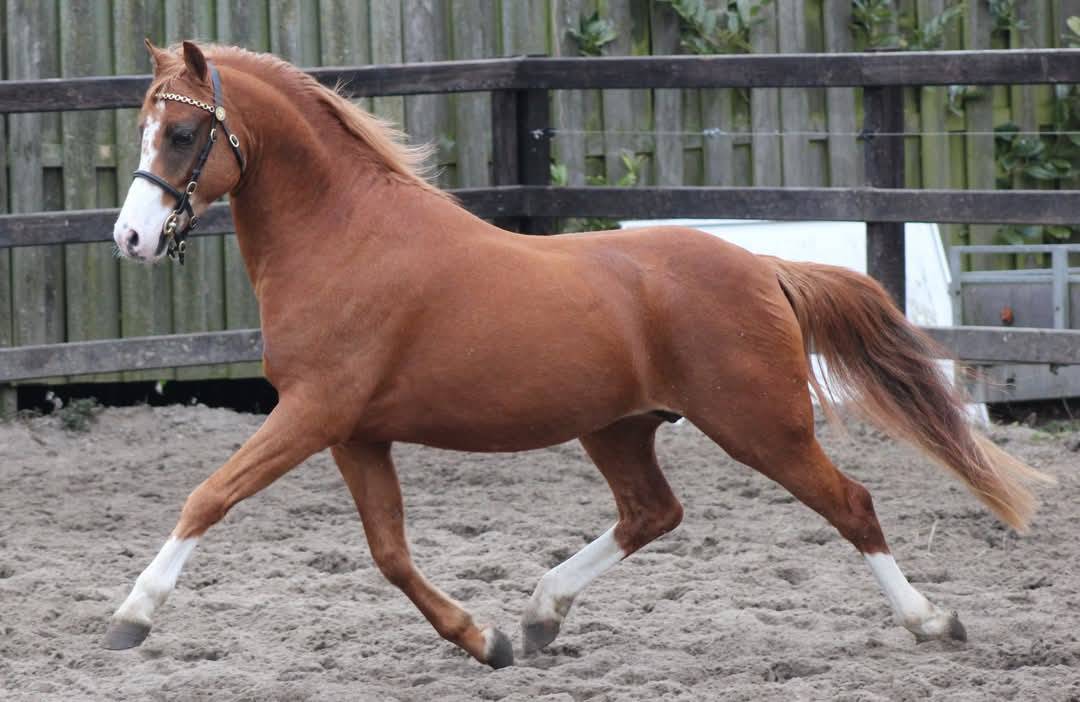 Veulen (vr) Welsh Pony (Section B) Te koop 2026 Bruin / Bai ,  Ysselvliedt's Seren Chevalier