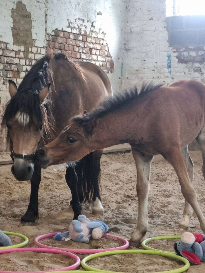 Veulen (vr) Welsh Pony (Section B) Te koop 2026 Bruin / Bai ,  Ysselvliedt's Seren Chevalier