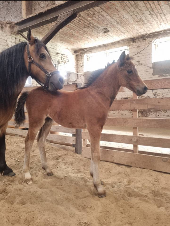 Veulen (vr) Welsh Pony (Section B) Te koop 2026 Bruin / Bai ,  Ysselvliedt's Seren Chevalier