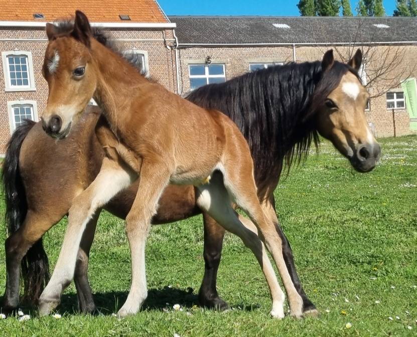 Veulen (vr) Welsh Pony (Section B) Te koop 2026 Bruin / Bai ,  Ysselvliedt's Seren Chevalier