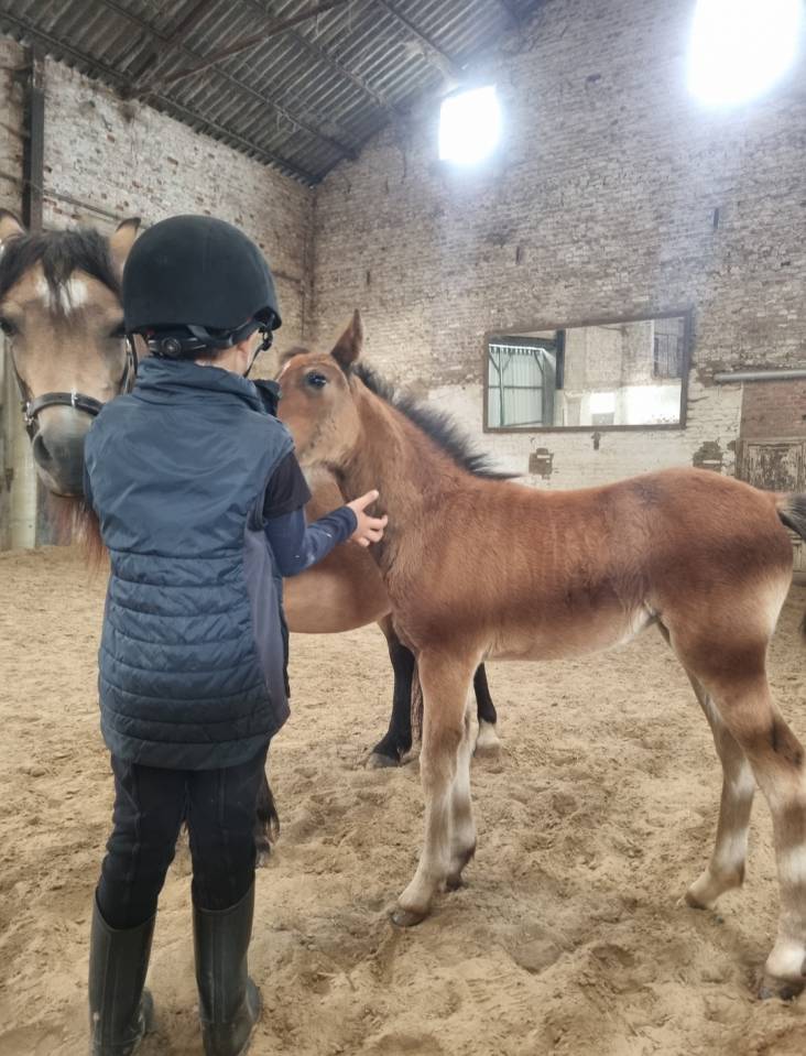 Veulen (vr) Welsh Pony (Section B) Te koop 2026 Bruin / Bai ,  Ysselvliedt's Seren Chevalier