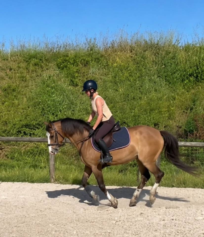 Merrie Franse rijpony PFS Te koop 2022 Bruinroan ,  Greatstar dembets tilia