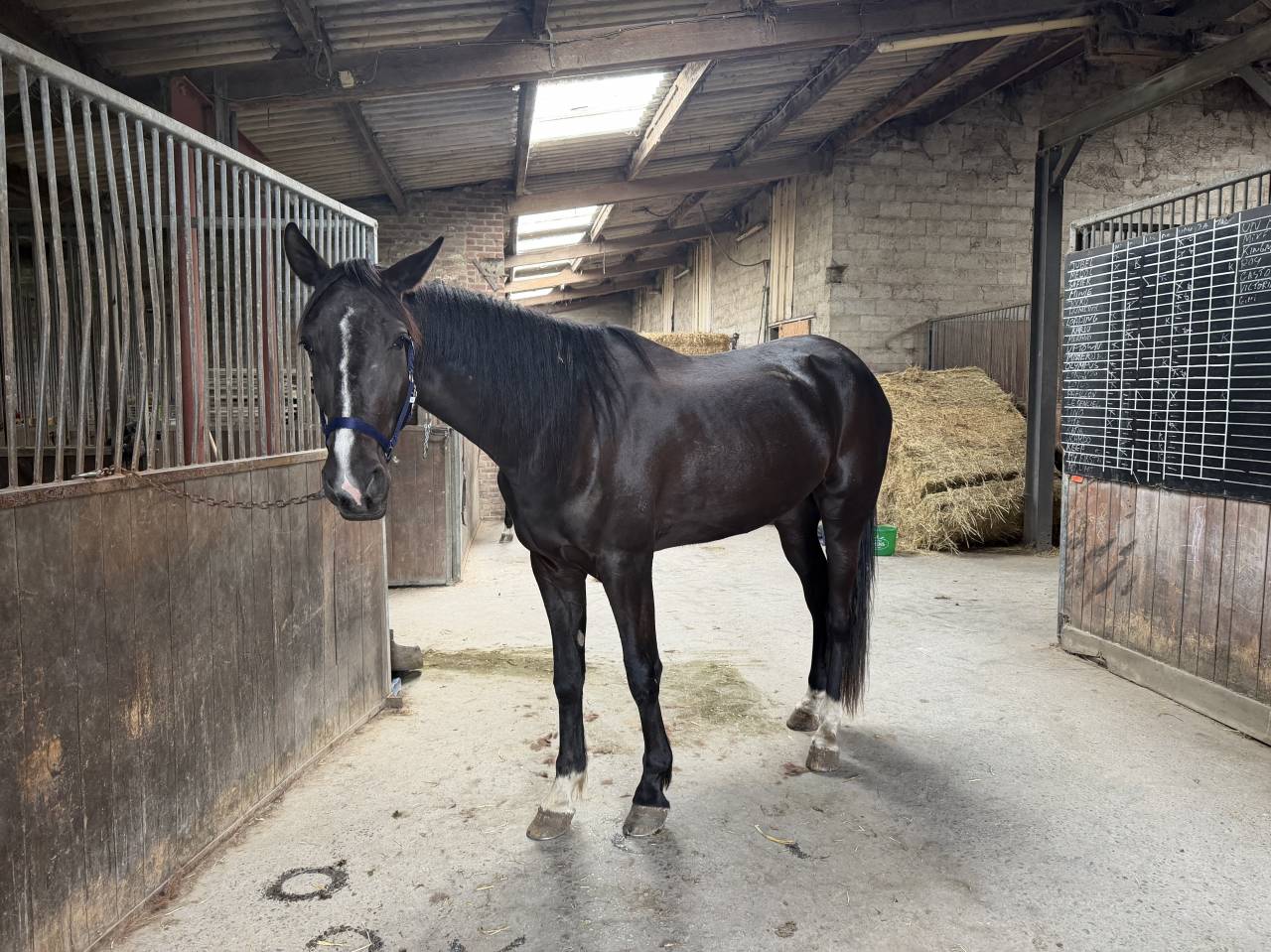 Ruin Franse draver  Te koop 2022 Zwart