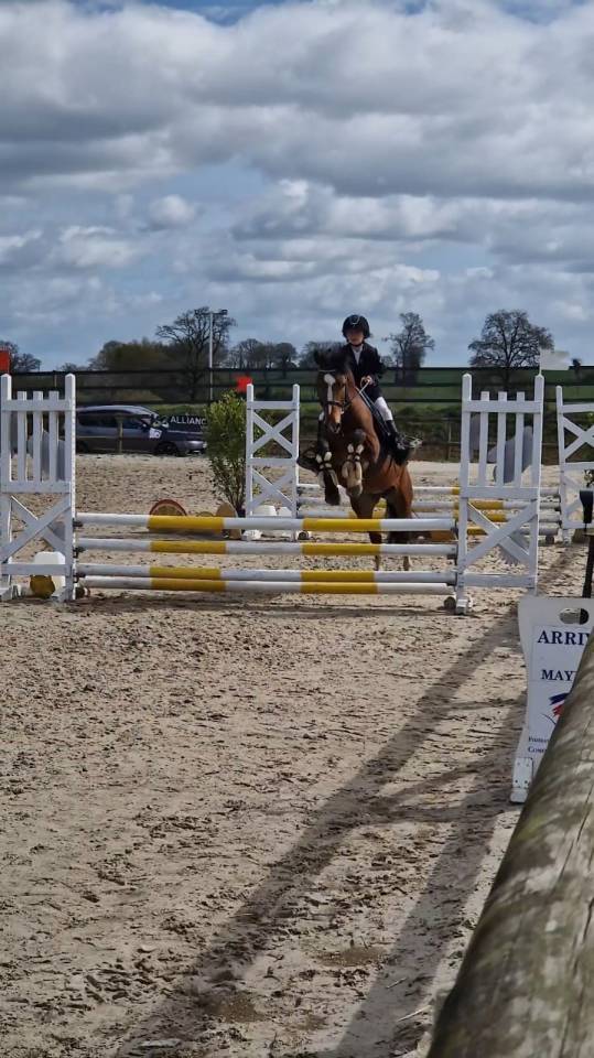 Hengst New Forest Te koop 2022 Donker bruin / bai