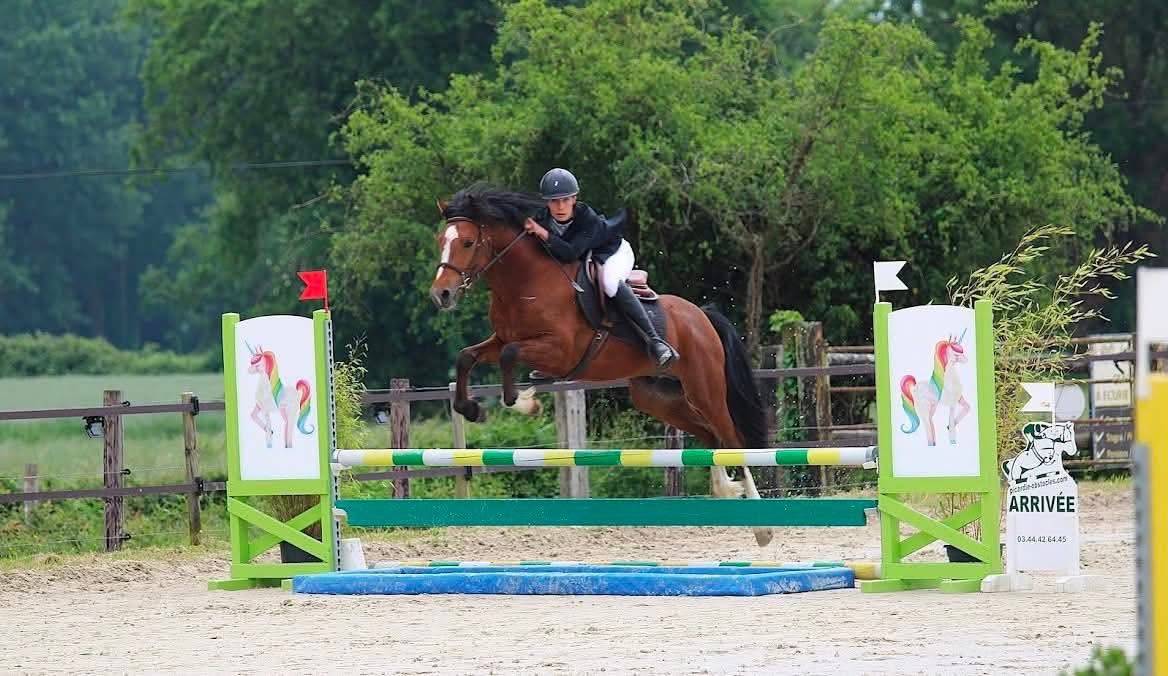 Hengst New Forest Te koop 2022 Donker bruin / bai