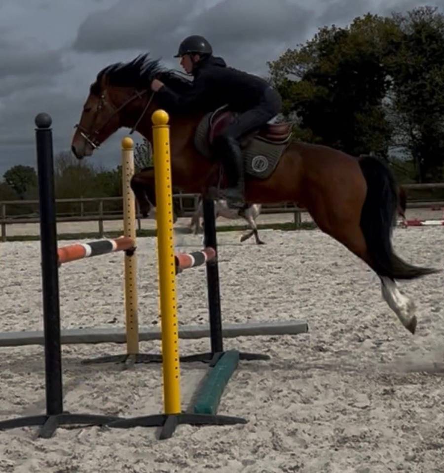 Hengst New Forest Te koop 2022 Donker bruin / bai