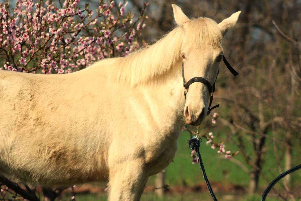 Ruin PRE Puur Ras Spaans Te koop 2025 Cremello