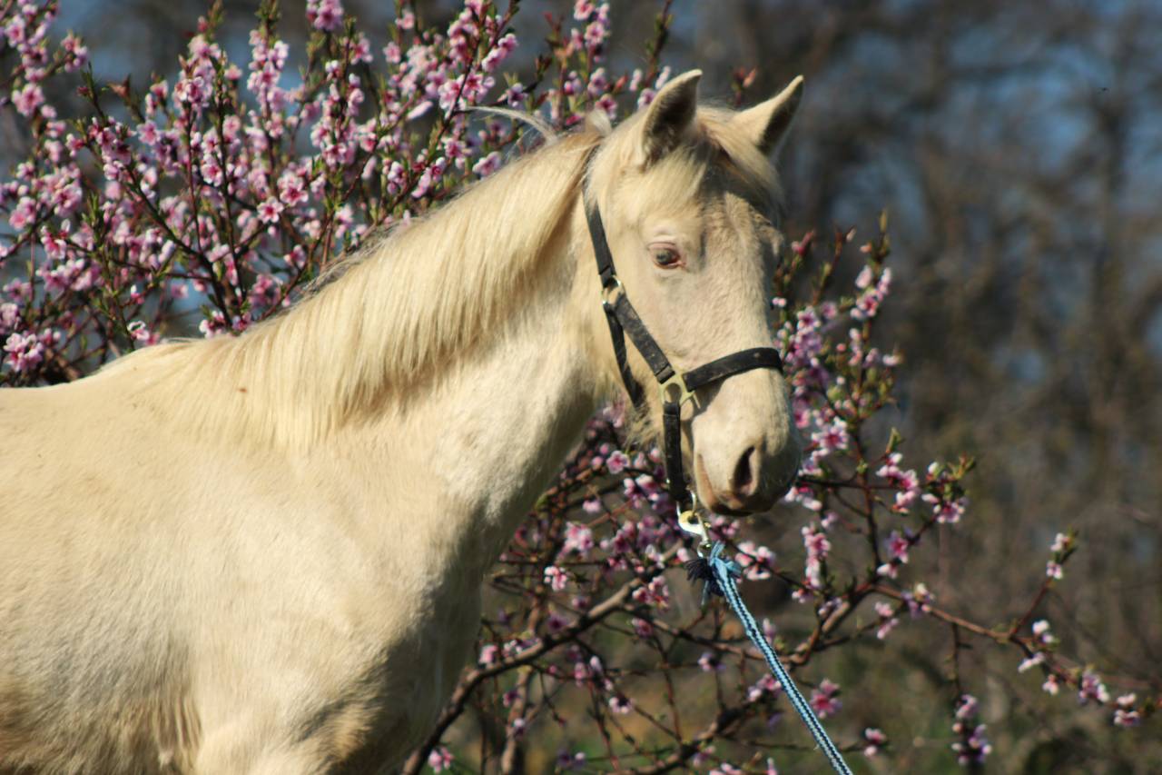 Ruin PRE Puur Ras Spaans Te koop 2025 Cremello