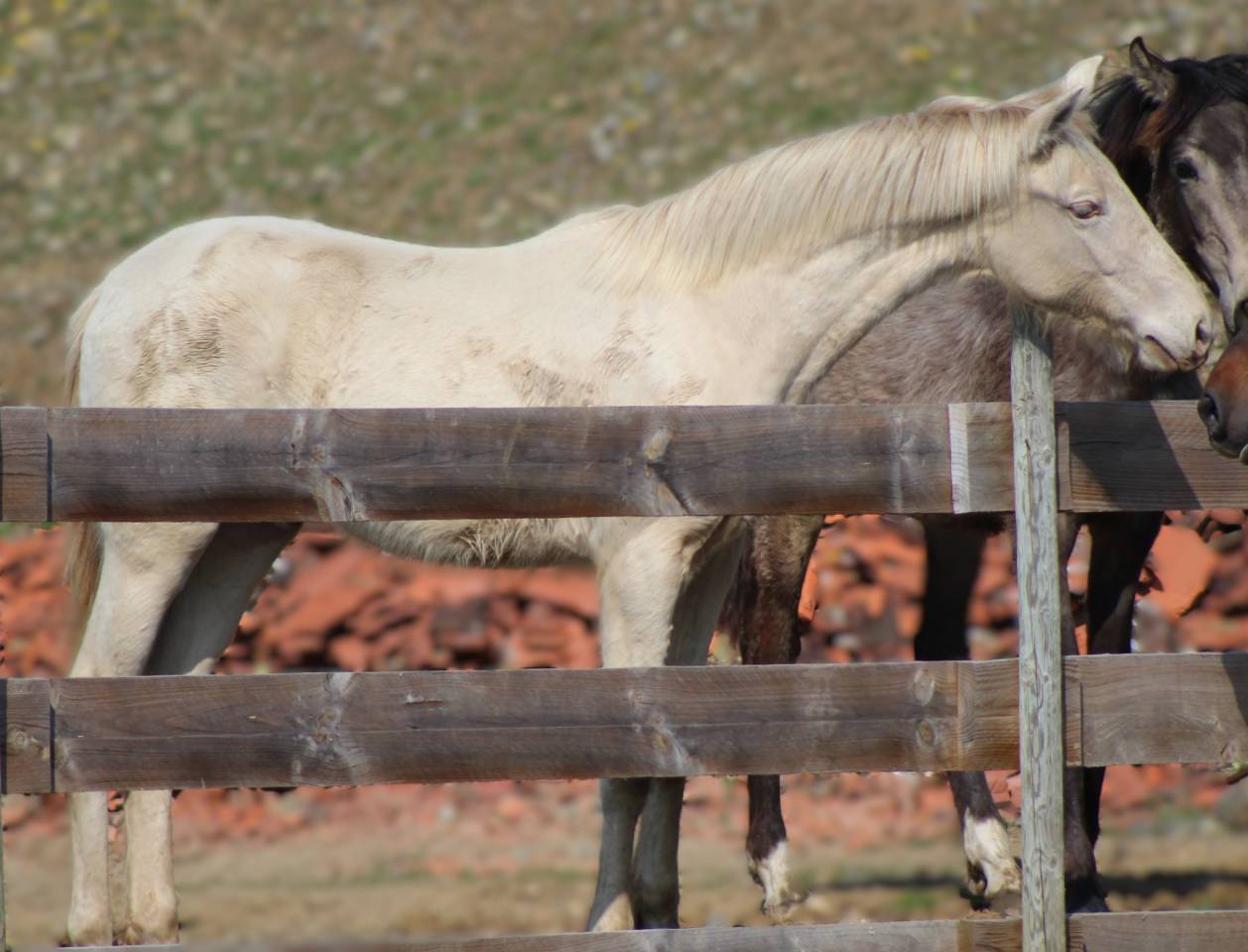 Ruin PRE Puur Ras Spaans Te koop 2025 Cremello