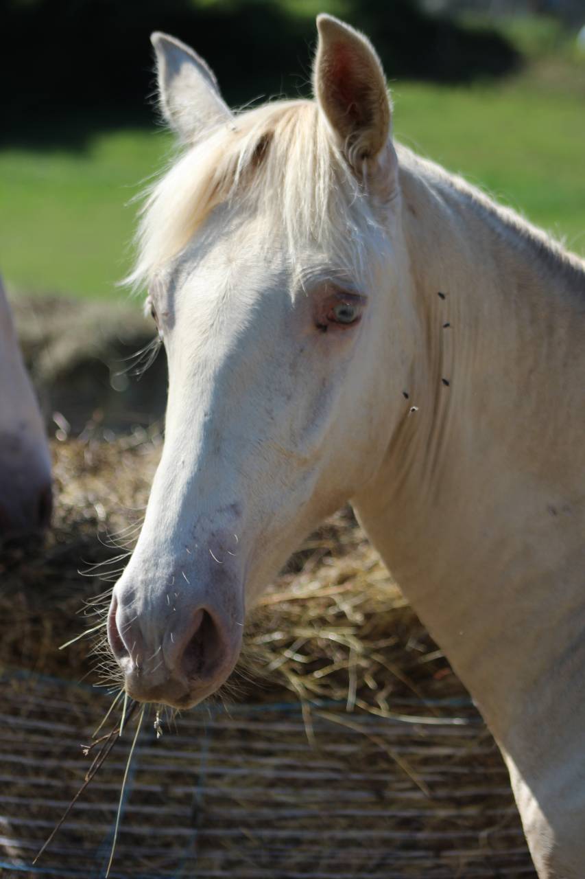 Ruin PRE Puur Ras Spaans Te koop 2025 Cremello