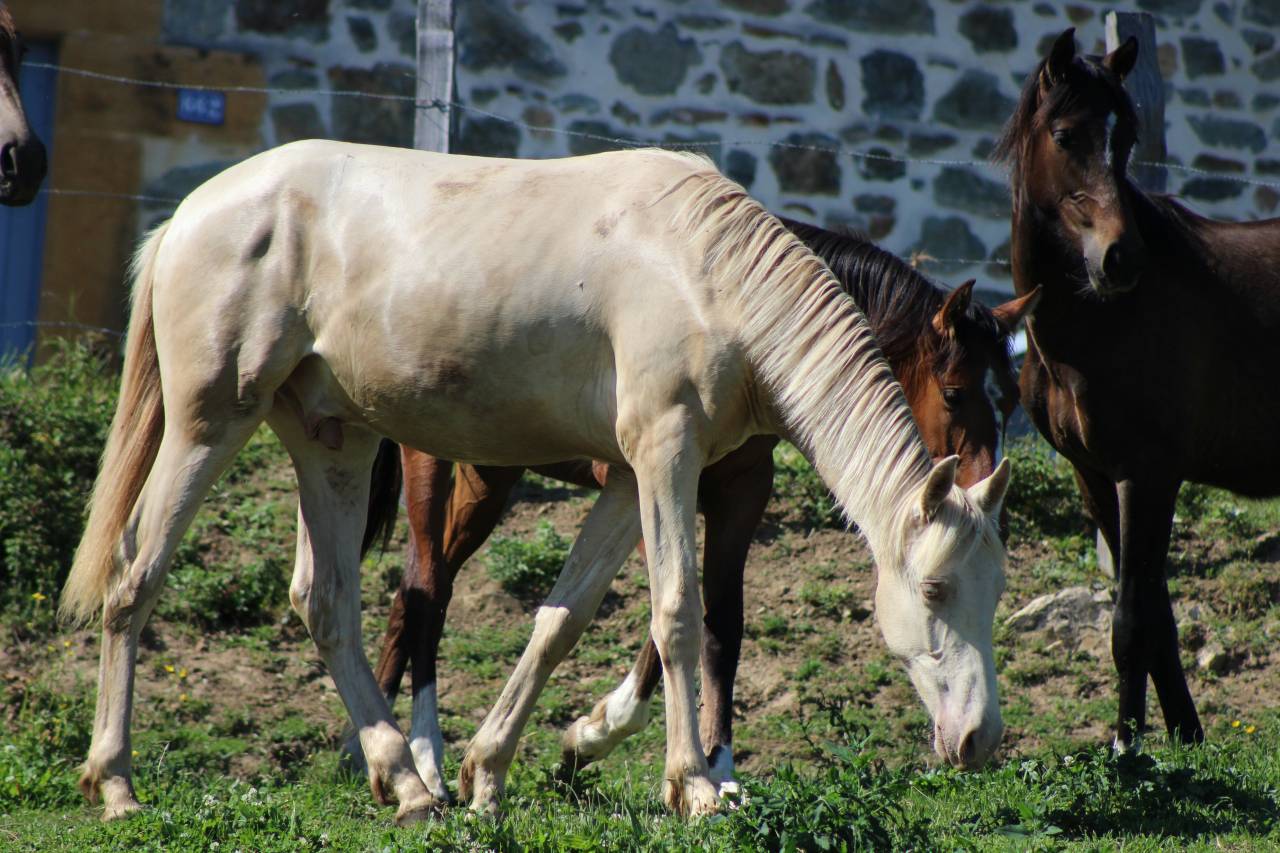 Ruin PRE Puur Ras Spaans Te koop 2025 Cremello