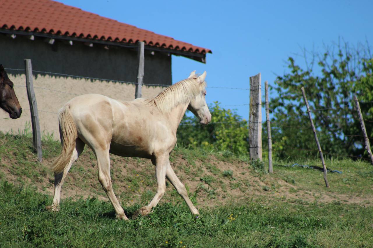 Ruin PRE Puur Ras Spaans Te koop 2025 Cremello