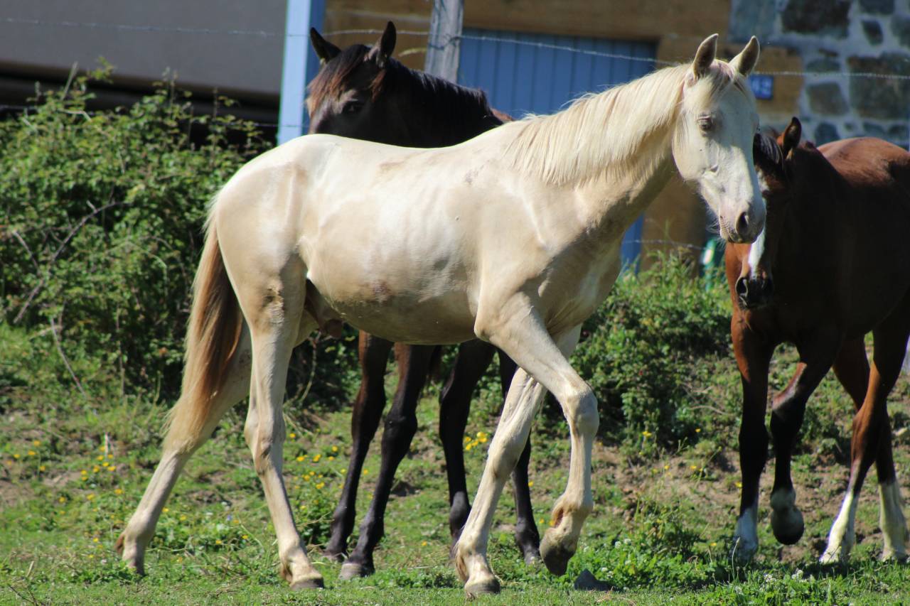 Ruin PRE Puur Ras Spaans Te koop 2025 Cremello