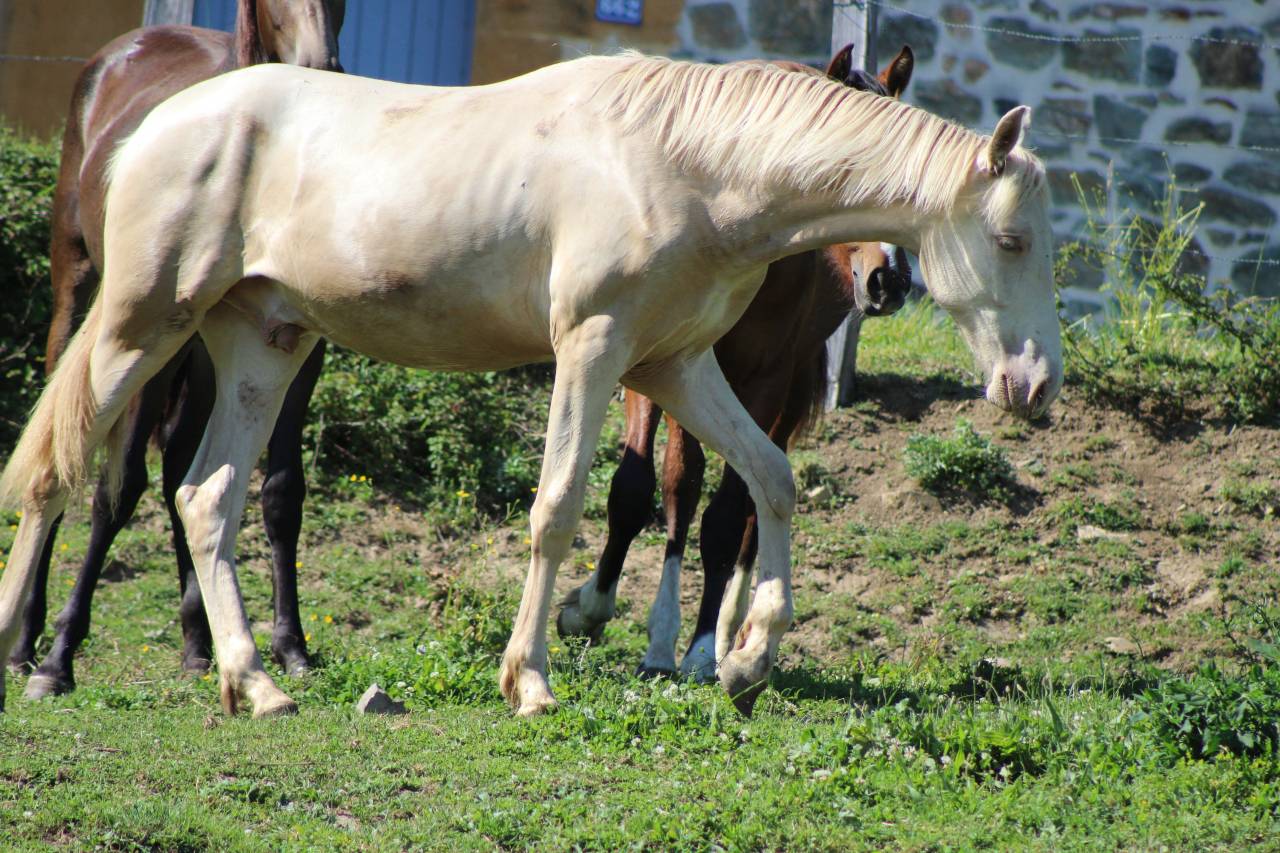 Ruin PRE Puur Ras Spaans Te koop 2025 Cremello