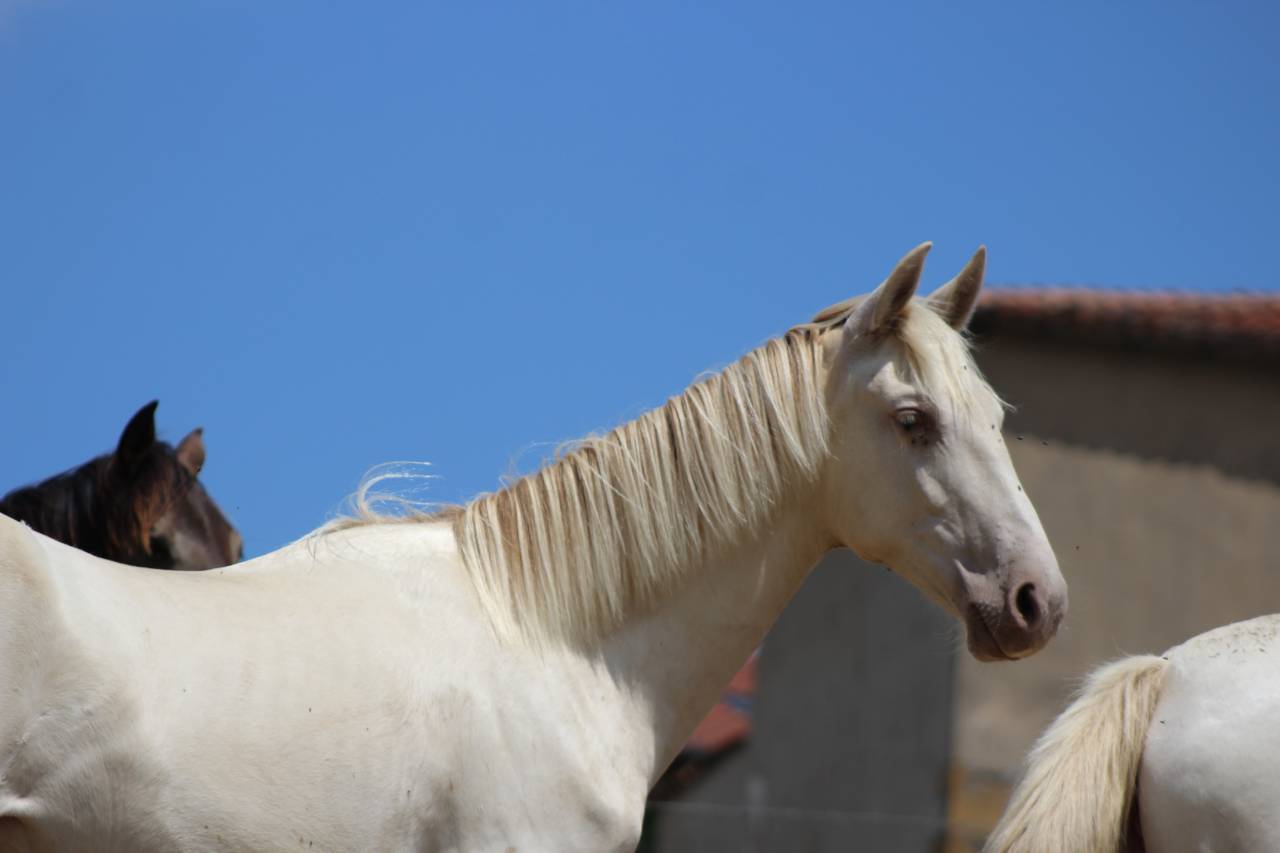 Ruin PRE Puur Ras Spaans Te koop 2025 Cremello