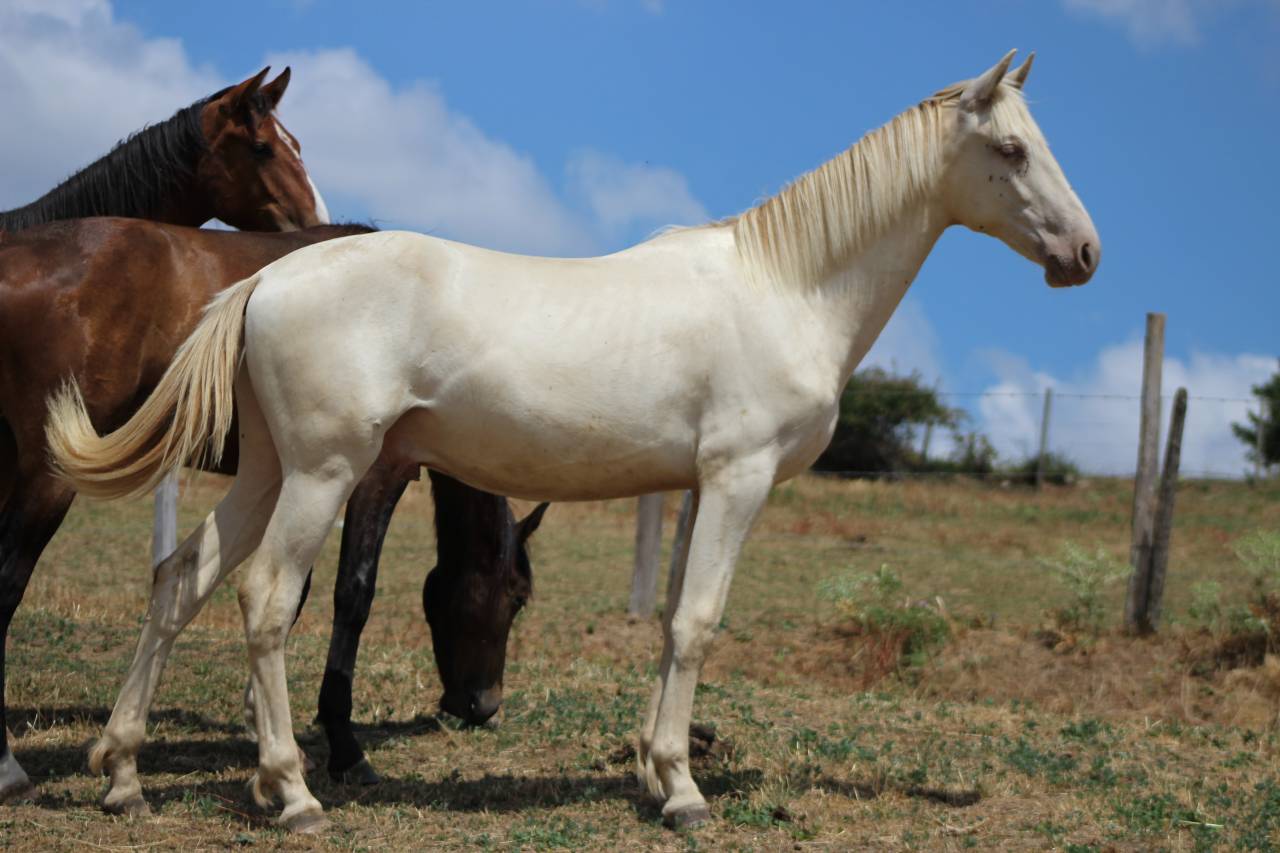 Ruin PRE Puur Ras Spaans Te koop 2025 Cremello