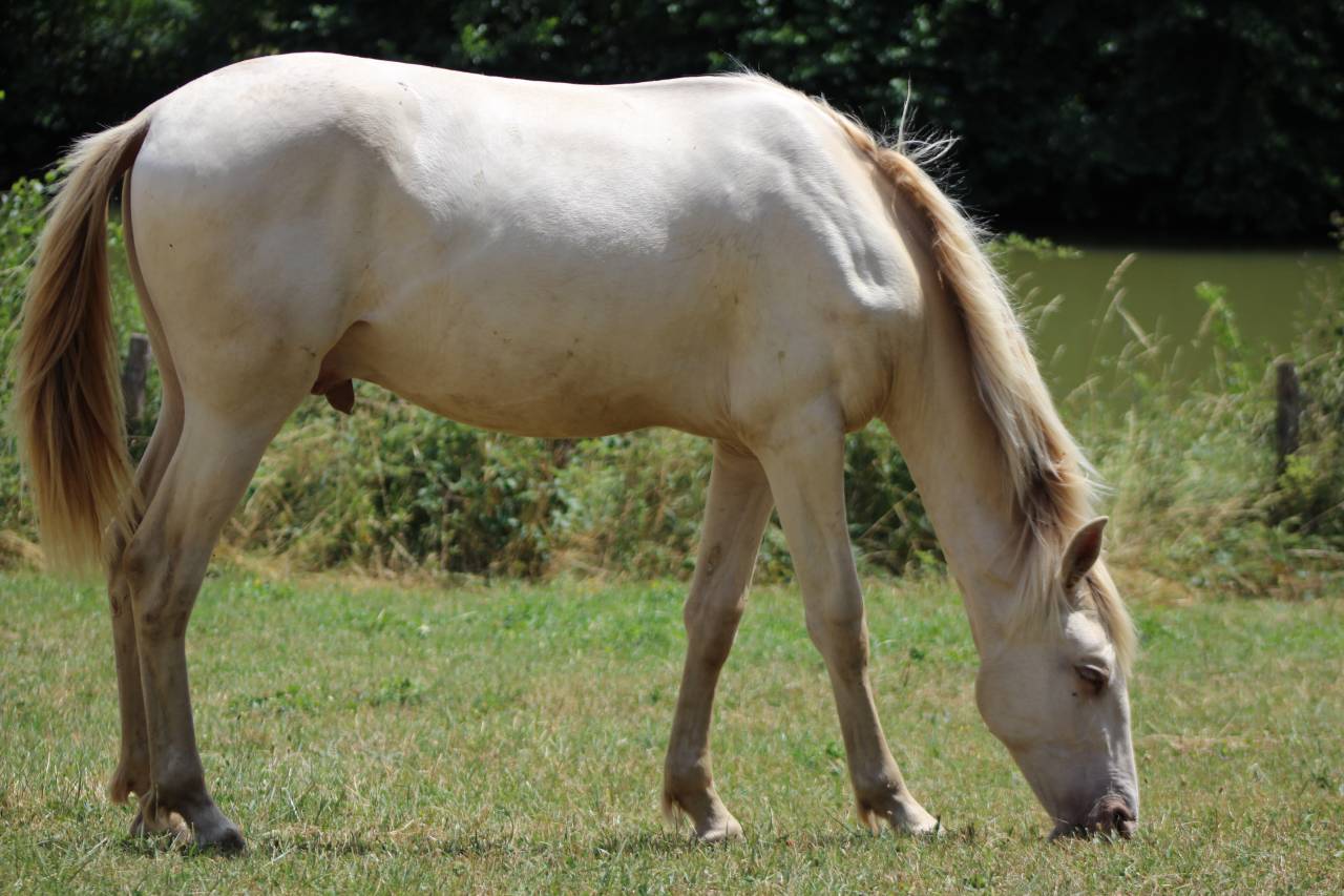 Ruin PRE Puur Ras Spaans Te koop 2025 Cremello