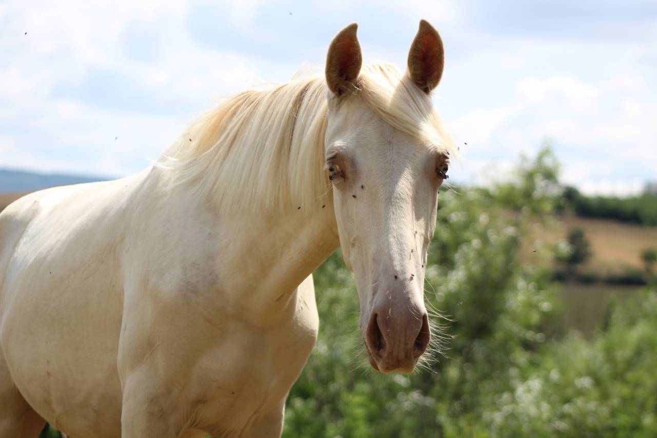 Ruin PRE Puur Ras Spaans Te koop 2025 Cremello