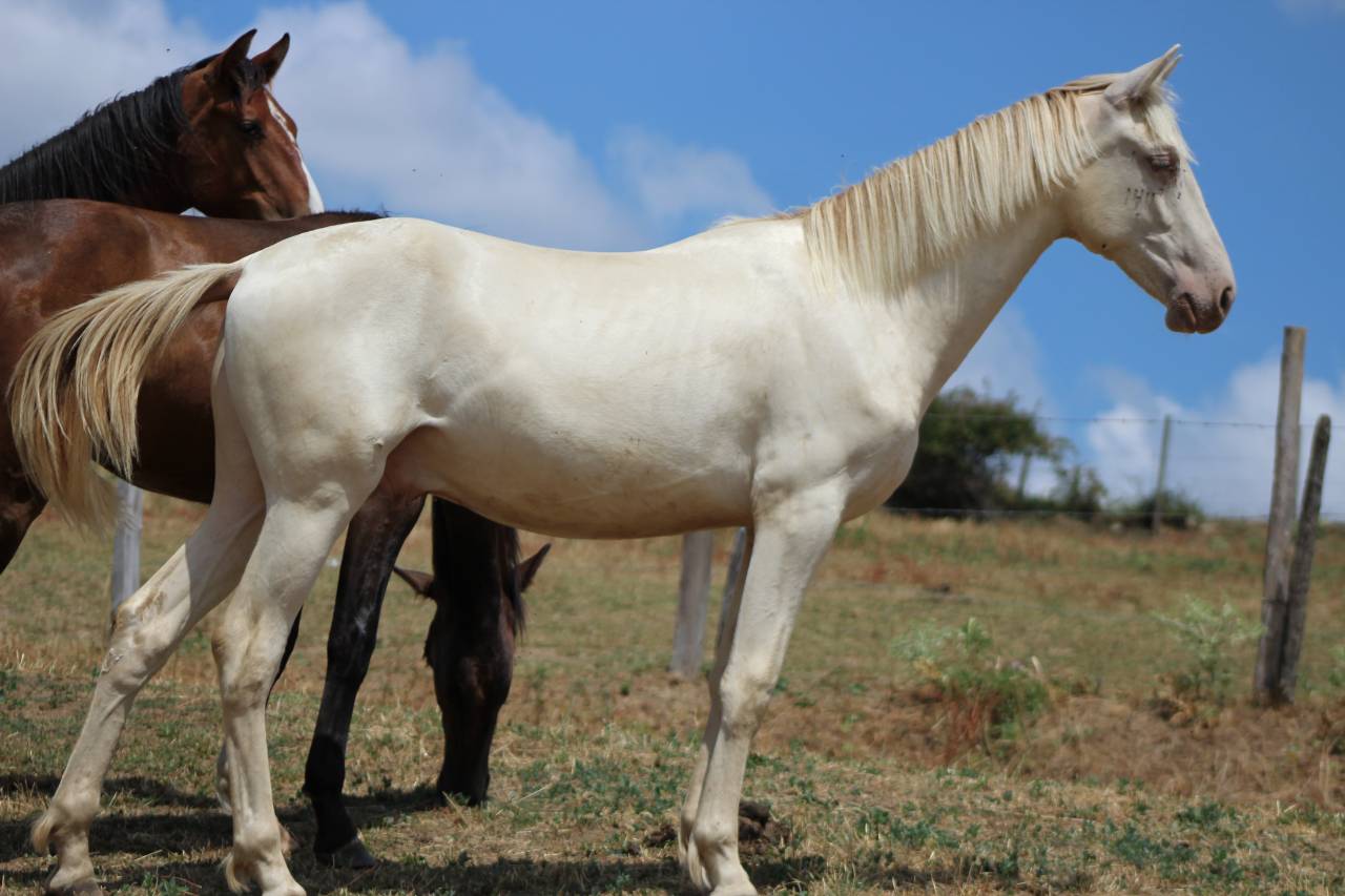Ruin PRE Puur Ras Spaans Te koop 2025 Cremello