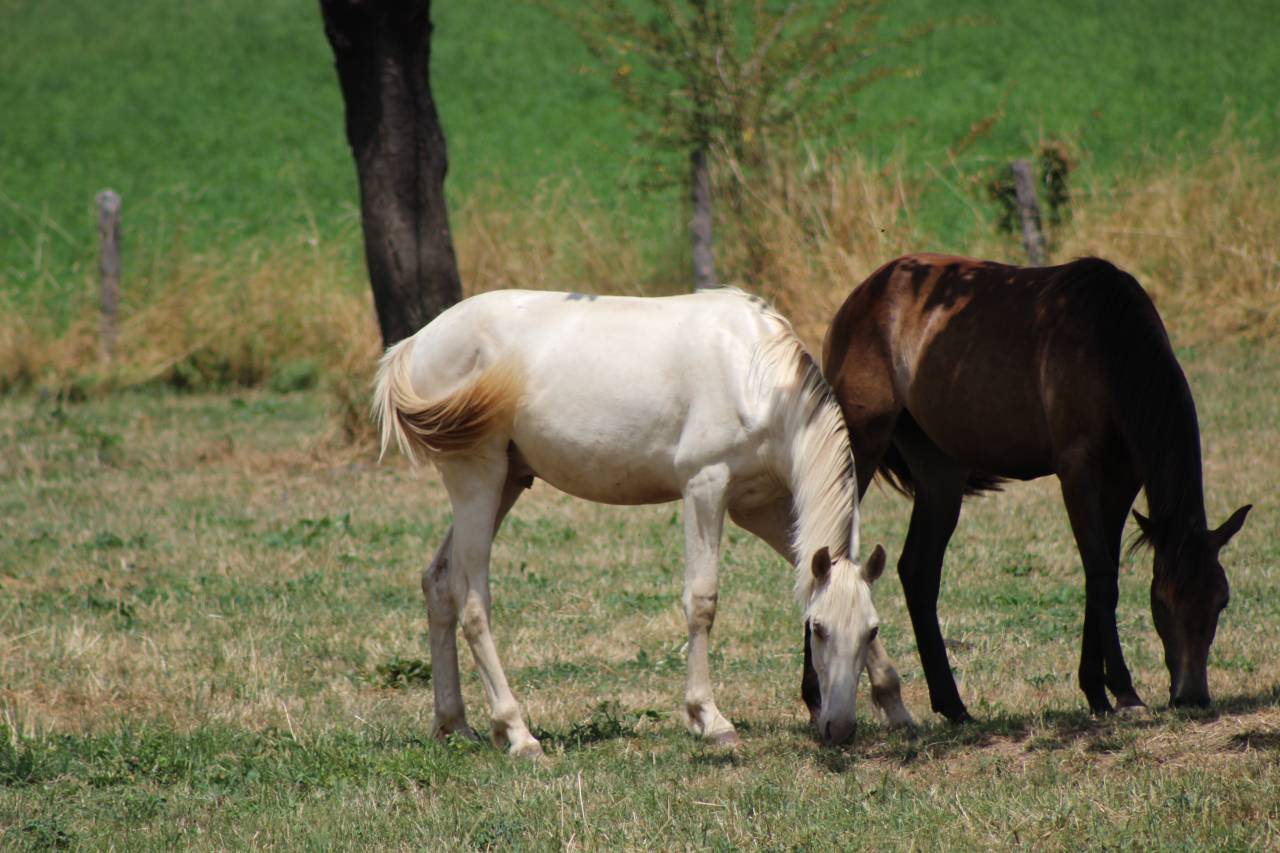 Ruin PRE Puur Ras Spaans Te koop 2025 Cremello