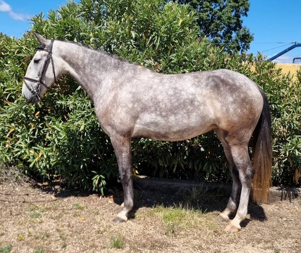 Merrie Lusitano Te koop 2022 Schimmel