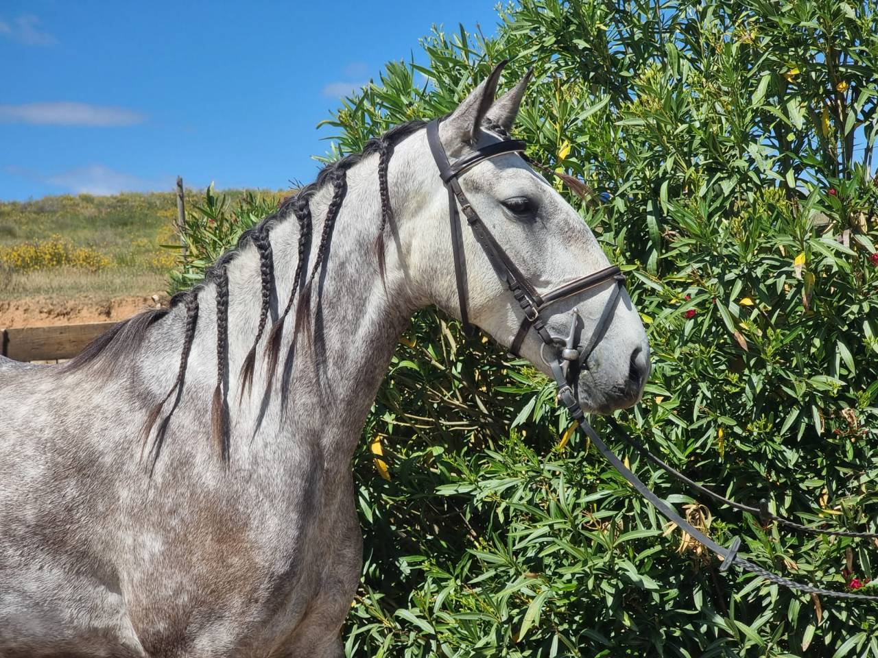 Merrie Lusitano Te koop 2022 Schimmel