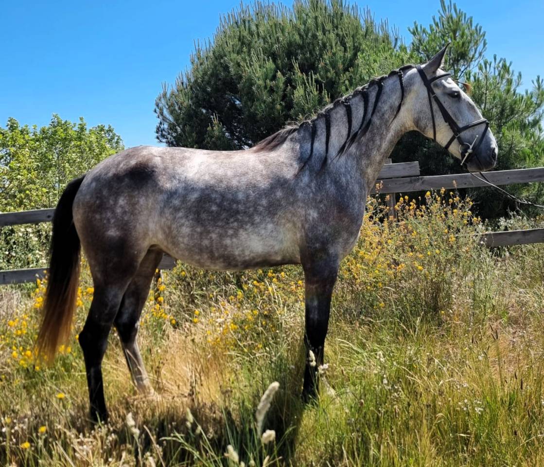 Merrie Lusitano Te koop 2022 Schimmel