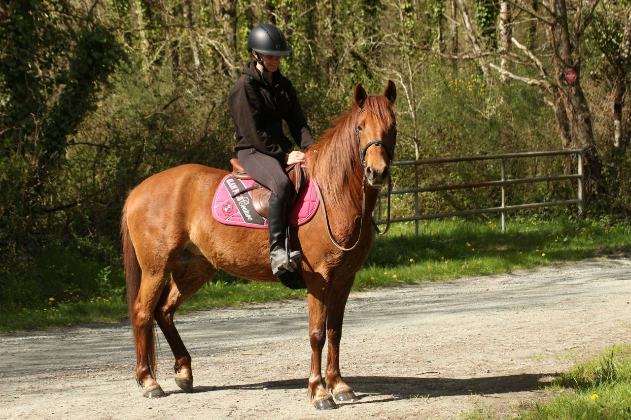 Merrie Landais Te koop 2021 Vos ,  Uncroyable de Labat
