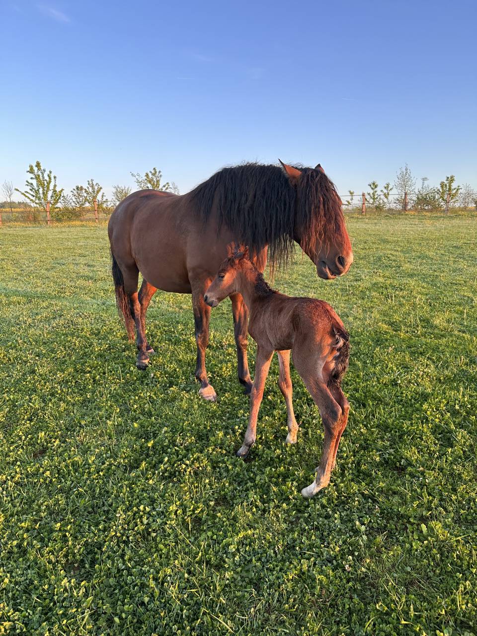 Draagmerrie Lusitano Te koop 2017 Donker bruin / bai ,  SPARTACUS CSM