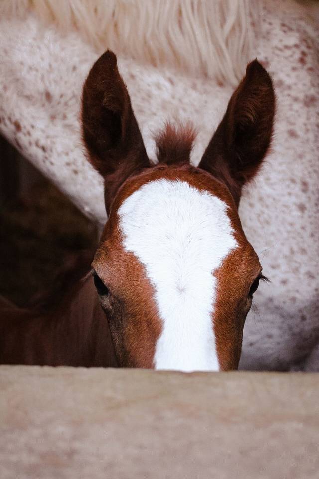 Hengst Welsh Partbred Te koop 2026 Vos
