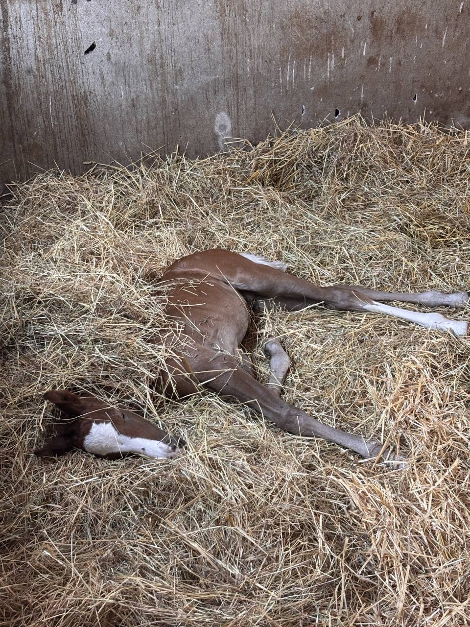 Hengst Welsh Partbred Te koop 2026 Vos