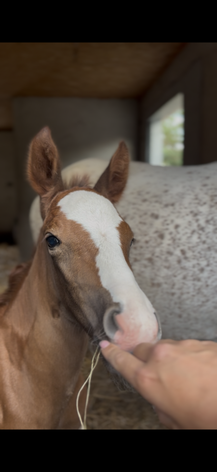 Hengst Welsh Partbred Te koop 2026 Vos