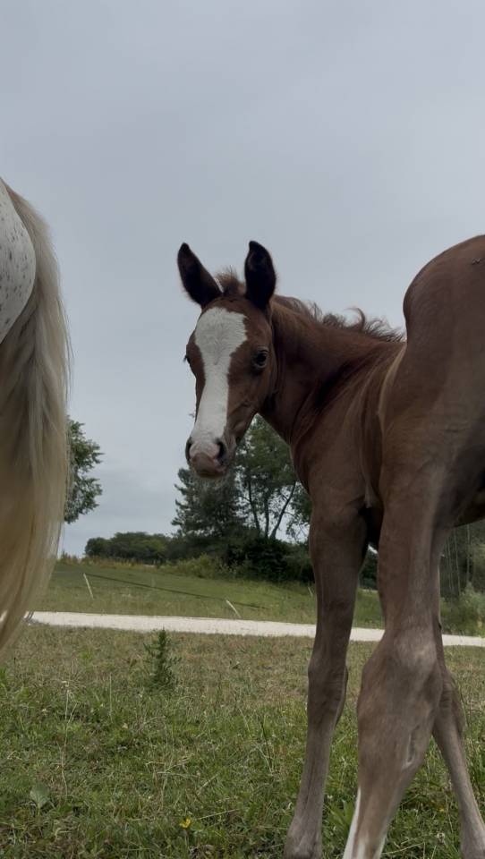 Hengst Welsh Partbred Te koop 2026 Vos