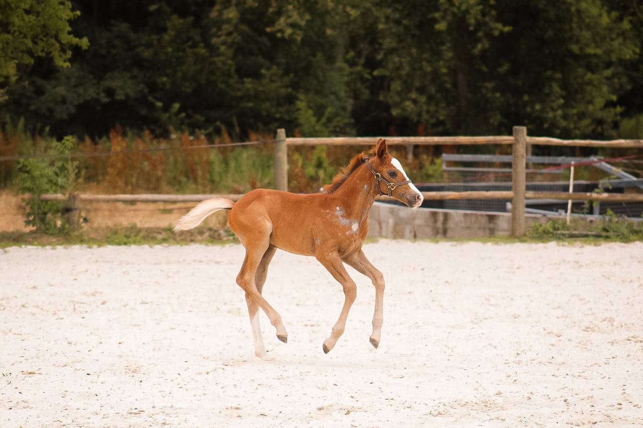 Hengst Welsh Partbred Te koop 2026 Vos