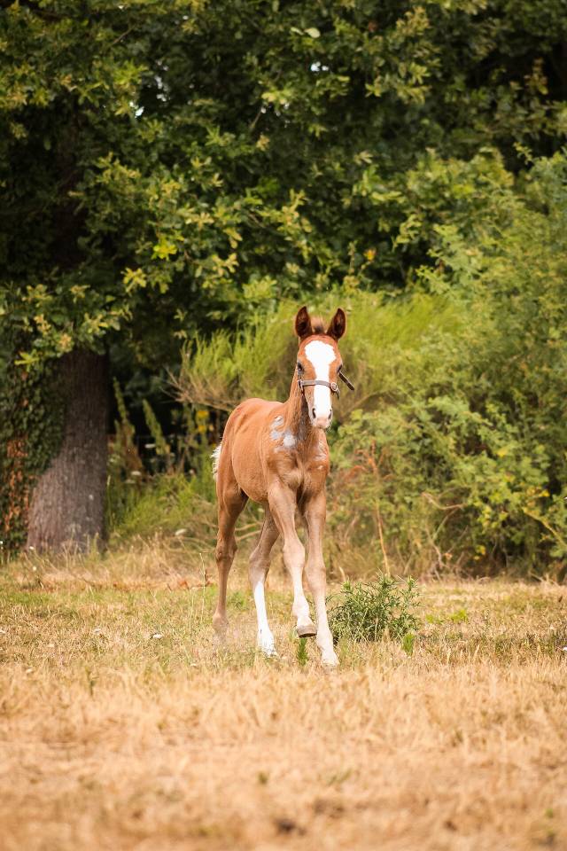 Hengst Welsh Partbred Te koop 2026 Vos