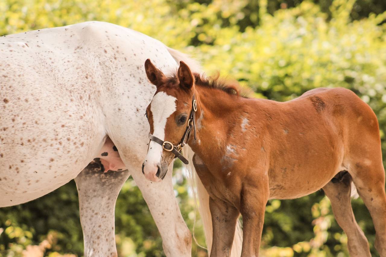 Hengst Welsh Partbred Te koop 2026 Vos