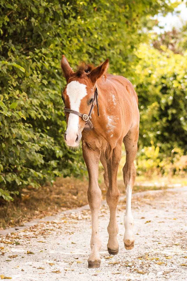 Hengst Welsh Partbred Te koop 2026 Vos