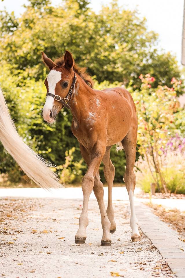 Hengst Welsh Partbred Te koop 2026 Vos