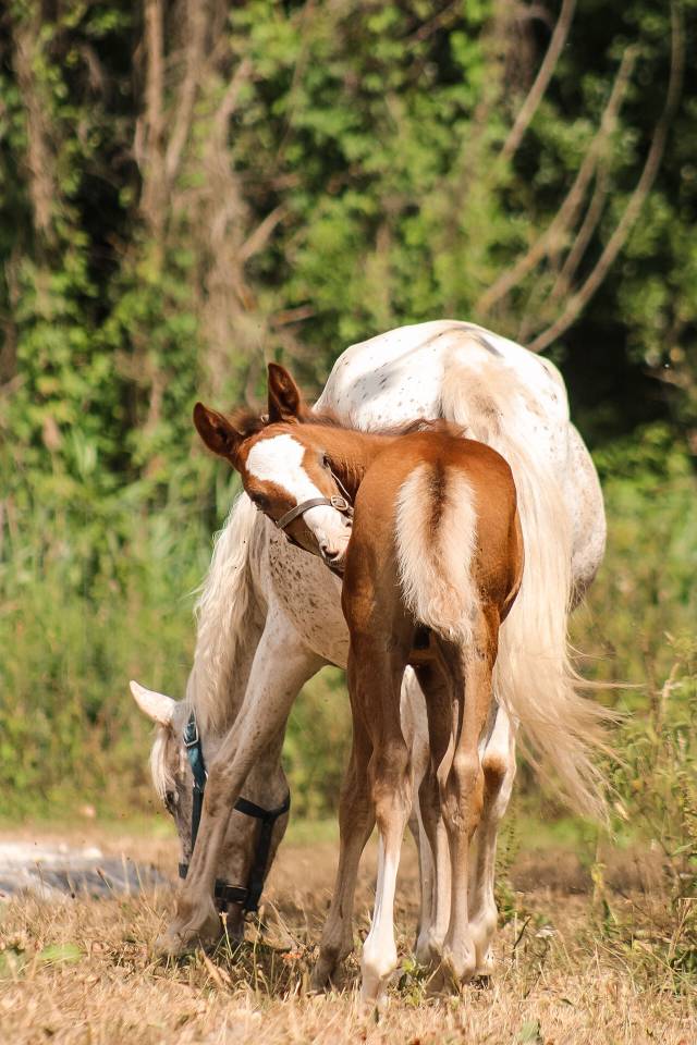 Hengst Welsh Partbred Te koop 2026 Vos