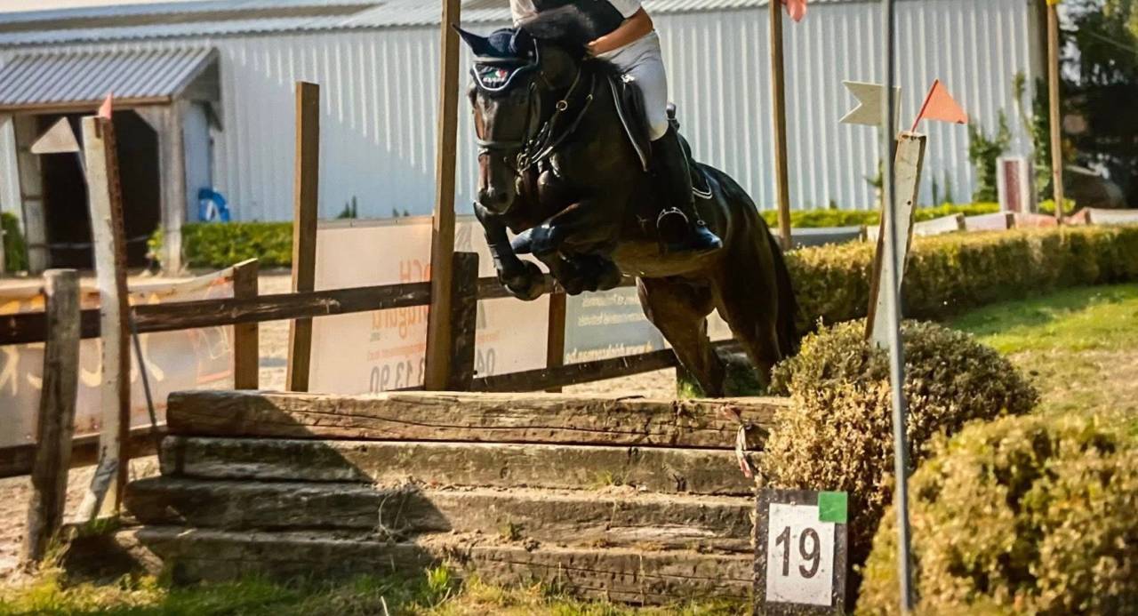 Ruin Franse draver  Te koop 2020 Donker bruin / bai