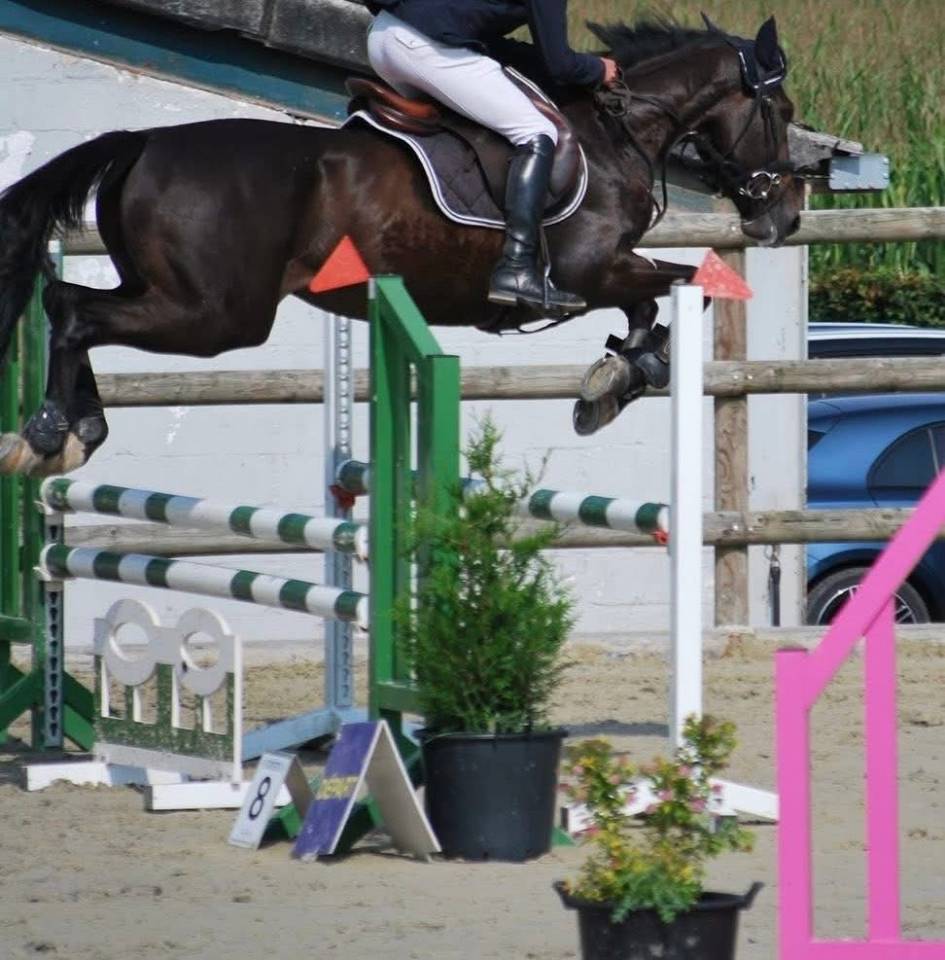 Ruin Franse draver  Te koop 2020 Donker bruin / bai