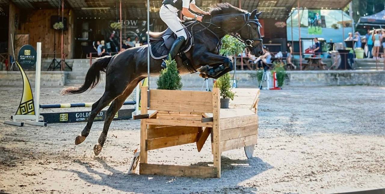 Ruin Franse draver  Te koop 2020 Donker bruin / bai