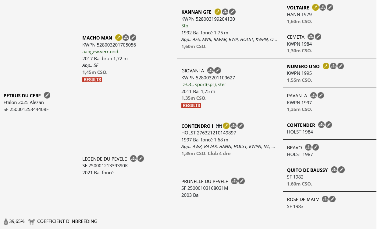 Veulen (ml) Selle Fran&ccedil;ais Te koop 2025 Vos ,  MACHO MAN