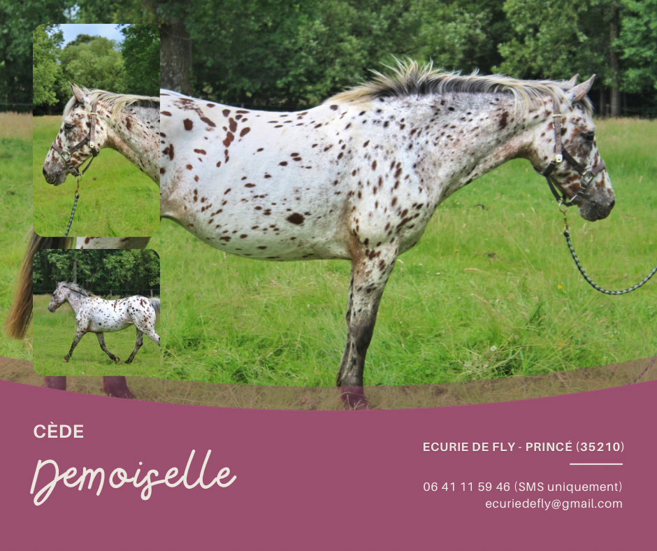 Merrie Ras onbekend Te koop 2013 Appaloosa