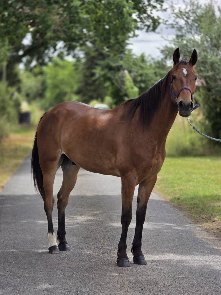 Ruin Franse draver  Te koop 2021 Donker bruin / bai