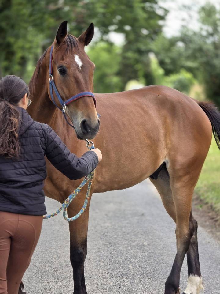 Ruin Franse draver  Te koop 2021 Donker bruin / bai