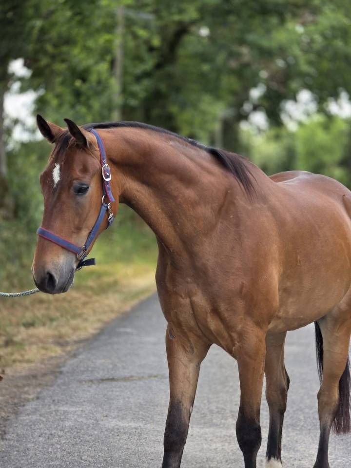 Ruin Franse draver  Te koop 2021 Donker bruin / bai