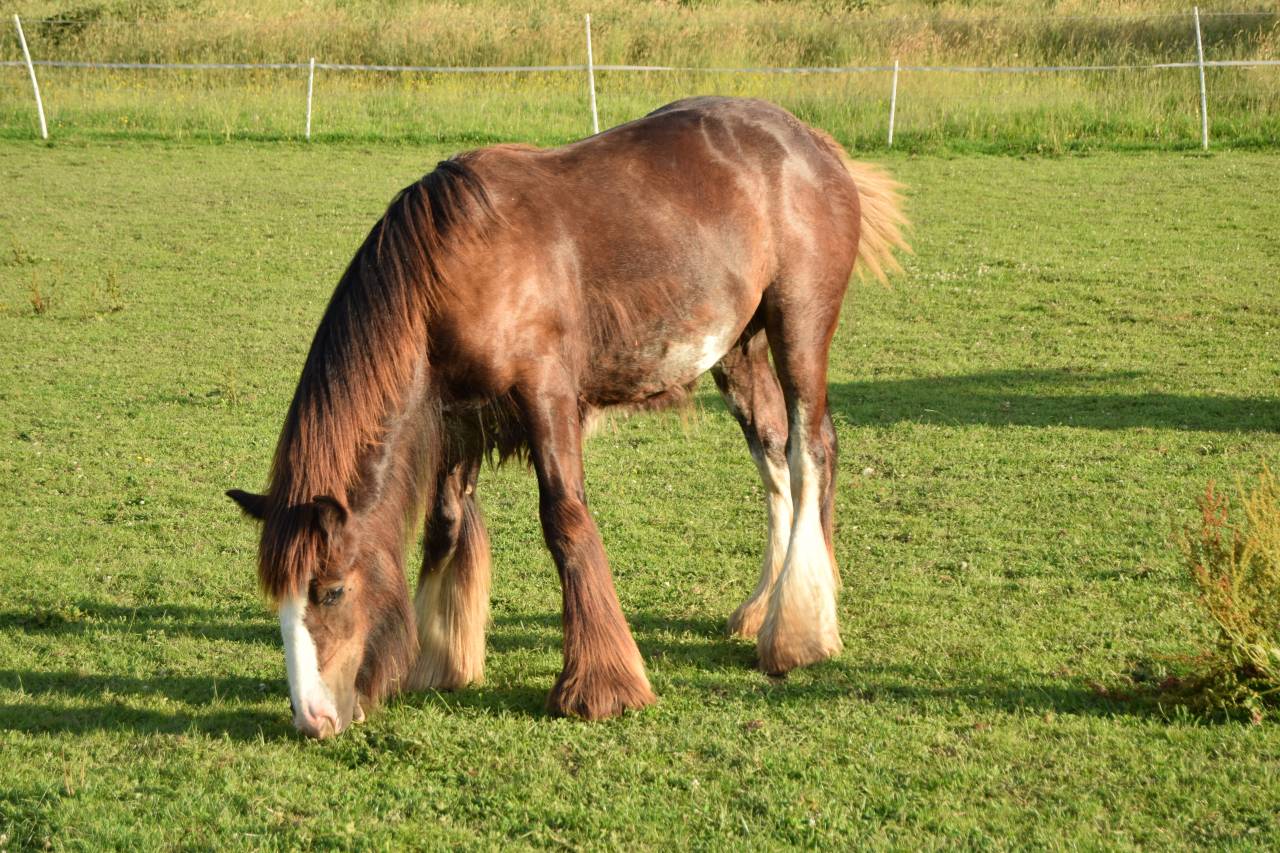 Veulen (ml) Gypsy Cob Te koop 2025 Bruin / Bai ,  Cillbarra Master Of Poppets